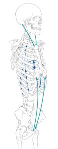 An anatomical image of the torso, with arrows indicating the points of muscular support, and the transit of the diaphragm during breathing.